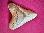 Megalodon tand, Ophalen, Fossiel