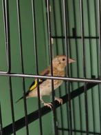 Eigen kweek Putters 2025, Dieren en Toebehoren, Meerdere dieren, Wildzangvogel