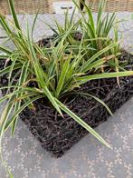 Mandje met planten., Ophalen, Vaste plant, Overige soorten, Halfschaduw