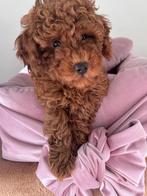 Pups dwergpoedel  FCI stamboom, Poedel, Nederland, Rabiës (hondsdolheid), 8 tot 15 weken
