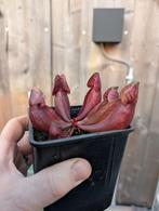 Sarracenia vleesetende planten, Overige soorten, Volle zon, Vaste plant, Ophalen of Verzenden