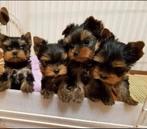 Yorkshire Terrier-puppy's, Dieren en Toebehoren, Honden | Jack Russells en Terriërs, Yorkshire Terriër, 8 tot 15 weken, Meerdere