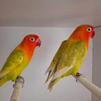 Fischeri Pastelino’s, Dieren en Toebehoren, Vogels | Parkieten en Papegaaien, Meerdere dieren, Dwergpapegaai of Agapornis, Geringd