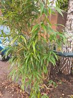 Bamboe gratis uitspitten Ypenburg, Ophalen, Bloeit niet, Overige soorten, Halfschaduw