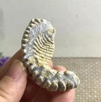 Een ritssluiting oester fossiel uit Madagaskar (D), Verzenden, Fossiel