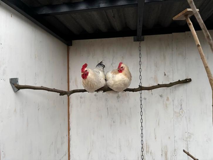 Haan ter ivername, Dieren en Toebehoren, Pluimvee, Mannelijk