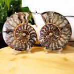 Ammoniet paar, Verzamelen, Mineralen en Fossielen, Ophalen of Verzenden, Mineraal