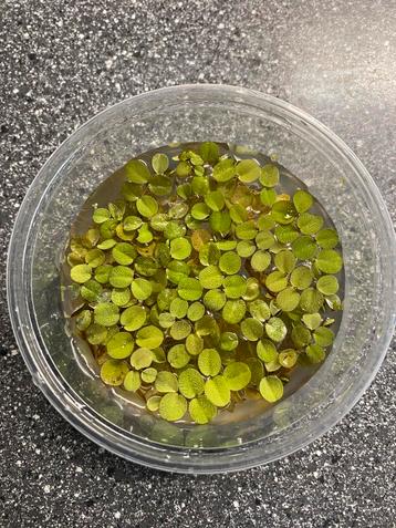 Salvinia minima,vlotvaren,drijfplanten, aquariumplanten beschikbaar voor biedingen