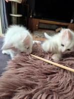 2 prachtige volledig witte Mainecoons (kater en poes), Dieren en Toebehoren, Katten en Kittens | Raskatten | Langhaar