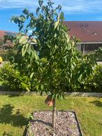 Volwassen kersenboom, Ophalen, Volle zon, Kersenboom, 250 tot 400 cm