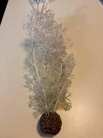 Biorb plant, Dieren en Toebehoren, Ophalen of Verzenden, Zo goed als nieuw, Plant(en), Steen of Hout