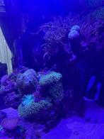 Red sea nano zeeaquarium, Dieren en Toebehoren, Ophalen, Gebruikt, Gevuld zeewateraquarium