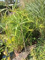 Grote papyrus, Huis en Inrichting, Kamerplanten, Ophalen, Overige soorten