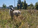 Welsh hill speckled face, Dieren en Toebehoren, Vrouwelijk, Schaap