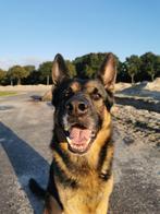 Herdershond, 6 jaar of ouder, Rabiës (hondsdolheid), Reu, Eén hond