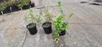 Toscaanse jasmijn, Ophalen, Volle zon, Vaste plant, Klimplanten