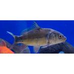 Cyprinus carpio, Vis