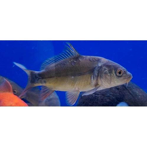 Cyprinus carpio, Dieren en Toebehoren, Vissen | Aquariumvissen, Vis