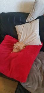 Teddy dwerg konijn, Dieren en Toebehoren, Konijnen