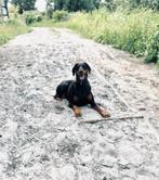 Gezocht: Oppas/logeeradres Dobermann Teef Teddy, Rabiës (hondsdolheid), Overige rassen, Teef, Eén hond
