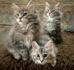 Schitterende Maine Coon kittens, leuk cadeau Sinterklaas, Verzamelen, Ophalen, Mineraal