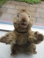 Marmot Molly Piff groundhog merk Steiff pluche Knopf im Ohr, Ophalen of Verzenden