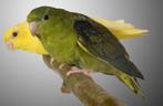 gezocht, Dieren en Toebehoren, Meerdere dieren, Parkiet