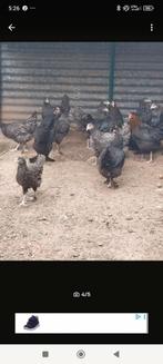 Marans te Koop, Dieren en Toebehoren, Pluimvee, Vrouwelijk, Kip