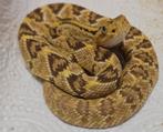 Crotalus culminatus cb25 hypo en het hypo, Dieren en Toebehoren, Reptielen en Amfibieën, Slang, 0 tot 2 jaar