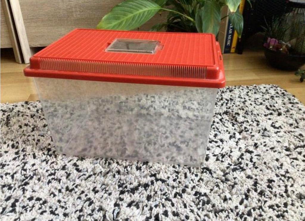 Plastik Aquarium 🌼 met deksel, Dieren en Toebehoren, Vissen | Aquaria en Toebehoren, Zo goed als nieuw, Leeg aquarium, Ophalen of Verzenden