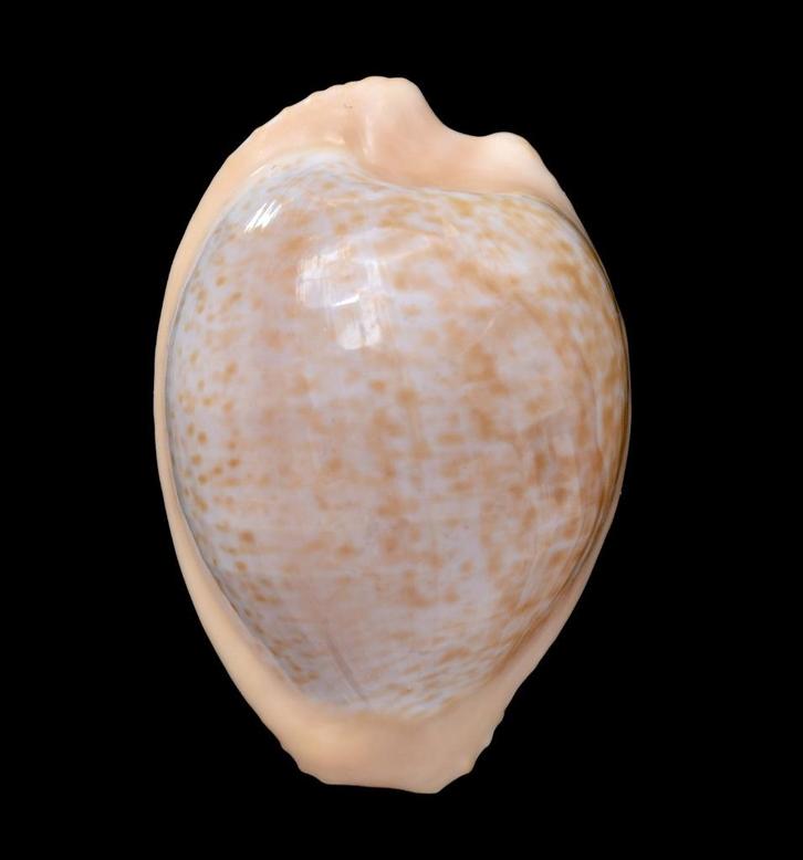 Schelpen: Cypraea fuscodentata sphaeirca 27,8mm (Gem), Verzamelen, Mineralen en Fossielen, Schelp(en), Ophalen of Verzenden