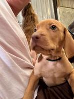 Unieke Vizsla x Heidewachtel pups geboren!, Overige rassen, 8 tot 15 weken, Meerdere, Meerdere dieren