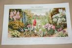 Antieke botanische kleurenlitho - Tuinbloemen - Ca 1900 !!, Ophalen of Verzenden