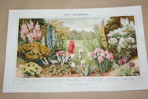 Antieke botanische kleurenlitho - Tuinbloemen - Ca 1900 !!, Antiek en Kunst, Kunst | Litho's en Zeefdrukken, Ophalen of Verzenden