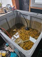 Compeet vijver, Karper of Koi