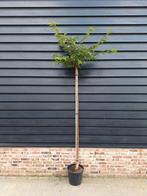 Prunus subhirtella 'Autumnalis Rosea' 🌺🌿, Ophalen, Lente, Volle zon, Overige soorten