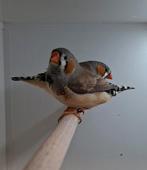 Zebravinken - 2 mannen - geringd 2025, Mannelijk, Geringd