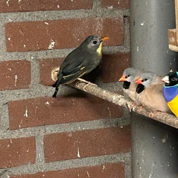 Japanse nachtegaal pop , correct geringd 2022 beschikbaar voor biedingen