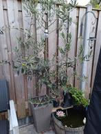 Grote olijfbomen, Lente, 100 tot 250 cm, Olijfboom, Ophalen