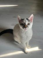 Kittens (2 jongens), Dieren en Toebehoren, Katten en Kittens | Dekkaters, 0 tot 2 jaar