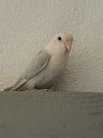 Jonge agapornissen te koop, Dieren en Toebehoren, Vogels | Parkieten en Papegaaien, Geslacht onbekend, Dwergpapegaai of Agapornis