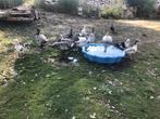 Muskus eend, Dieren en Toebehoren, Pluimvee, Eend
