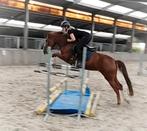 Mega chique, brave en leuke allround sportpony!!, Dieren en Toebehoren, Pony's, Merrie, B, Gechipt, Springpony