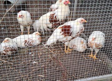 Yokohama kippen  beschikbaar voor biedingen