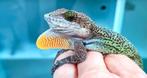 Anolis leachii, Dieren en Toebehoren, Reptielen en Amfibieën, Hagedis, 0 tot 2 jaar