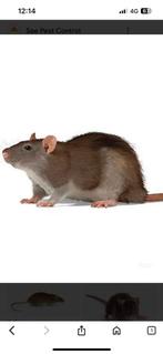 Last van muizen of ratten, December, Meerdere dieren, Muis