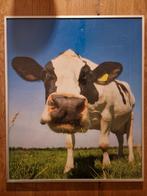 Ingelijste Poster - Koe, Ophalen