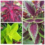 Mooie Coleus Siernetel stekken🪴kleurrijke🌈kamerplant🪴, Ophalen of Verzenden, Overige soorten, Volle zon, Minder dan 100 cm