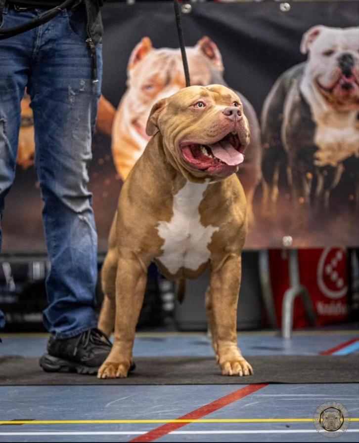 Dekreu American Bully XL, Dieren en Toebehoren, Honden | Dekreuen, Reu, Fokker | Professioneel, Meerdere, Nederland, 3 tot 5 jaar