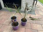 3x Chamaerops Humilis - Europese Dwergpalm - Winterhard, Vaste plant, Bloeit niet, Halfschaduw, Ophalen